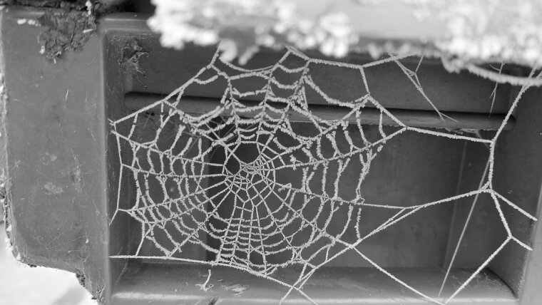 Gefrorenes Spinnennetz in Schwarz-Weiß-Aufnahme